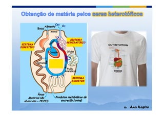 Ingestão, digestão e absorção (sistemas digestivos)