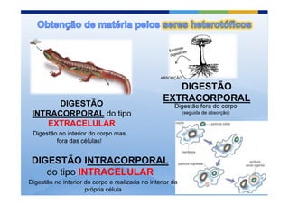 ABSORÇÃO

                                                     DIGESTÃO
                                                  EXTRACORPORAL
      DIGESTÃO                                        Digestão fora do corpo
 INTRACORPORAL do tipo                                     (seguida de absorção)

    EXTRACELULAR
 Digestão no interior do corpo mas
         fora das células!


 DIGESTÃO INTRACORPORAL
    do tipo INTRACELULAR
Digestão no interior do corpo e realizada no interior da
                     própria célula
 