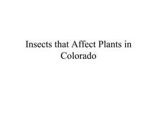 Insects that Affect Plants in Colorado 