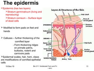 6 - Integumentary system.ppt all about skin | PPT