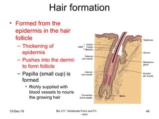 6 - Integumentary system.ppt all about skin | PPT