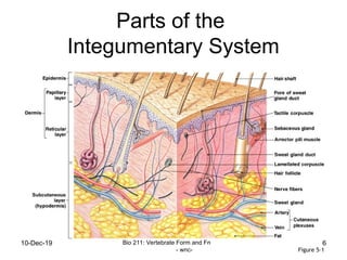 6 - Integumentary system.ppt all about skin | PPT