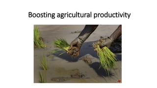 Boosting agricultural productivity
 