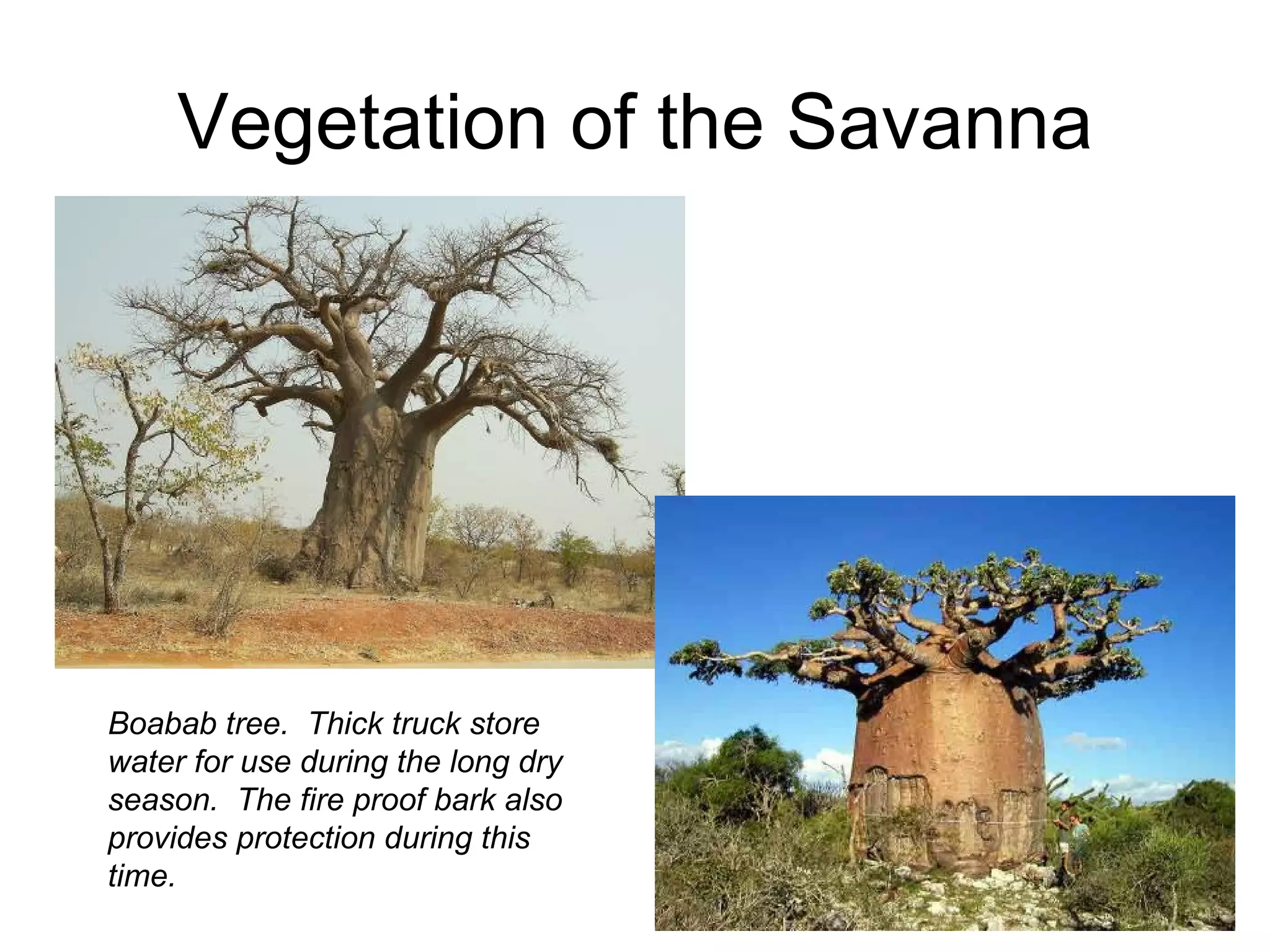 Vegetation of the Savanna Boabab tree. Thick truck store water for use during the long dry season. The fire proof bark also provides protection during this time.