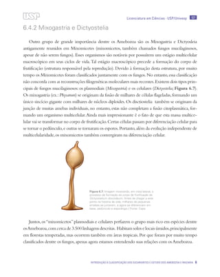Licenciatura em Ciências · USP/Univesp 107
Introdução à classificação dos eucariontes e estudo dos Amebozoa e Rhizaria 6
6.4.2 Mixogastria e Dictyostelia
Outro grupo de grande importância dentre os Amebozoa são os Mixogastria e Dictyosleia
antigamente reunidos em Mixomicetes (mixomicetos, também chamados fungos mucilaginosos,
apesar de não serem fungos). Esses organismos são notáveis por possuírem um estágio multicelular
macroscópico em seus ciclos de vida.Tal estágio macroscópico precede a formação do corpo de
frutificação (estrutura responsável pela reprodução). Devido à formação desta estrutura, por muito
tempo os Mixomicetes foram classificados juntamente com os fungos.No entanto,essa classificação
não concorda com as reconstruções filogenéticas moleculares mais recentes.Existem dois tipos prin-
cipais de fungos mucilaginosos: os plasmodiais (Mixogastria) e os celulares (Dictyostelia; Figura 6.7).
Os mixogastria (ex.:Physarum) se originam da fusão de milhares de células flageladas,formando um
único sincício gigante com milhares de núcleos diploides. Os disctiostelia também se originam da
junção de muitas amebas individuais, no entanto, estas não completam a fusão citoplasmática, for-
mando um organismo multicelular.Ainda mais impressionante é o fato de que esta massa multice-
lular vai se transformar no corpo de frutificação.Certas células passam por diferenciação celular para
se tornar o pedúnculo,e outras se tornaram os esporos.Portanto,além da evolução independente de
multicelularidade,os mixomicetos também convergiram na diferenciação celular.
Juntos,os“mixomicetos”plasmodiais e celulares perfazem o grupo mais rico em espécies dentre
osAmebozoa,com cerca de 3.500 linhagens descritas. Habitam solos e locais úmidos,principalmente
em florestas temperadas,mas ocorrem também em áreas tropicais.Por que foram por muito tempo
classificados dentre os fungos,apenas agora estamos entendendo suas relações com os Amebozoa.
Figura 6.7: Imagem mostrando, em vista lateral, o
processo de formação do corpo de frutificação de
Dictyostelium discoideum. Antes de chegar a este
ponto na história de vida, milhares de pequenas
amebas se juntaram, e agora se diferenciam em
base, pedúnculo e esporângio / Fonte: Cepa
 