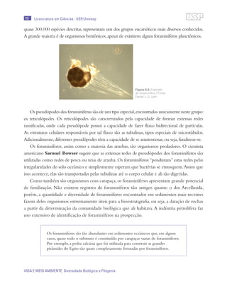 110
VIDA E MEIO AMBIENTE Diversidade Biológica e Filogenia
Licenciatura em Ciências · USP/Univesp
quase 300.000 espécies descritas, representam um dos grupos eucarióticos mais diversos conhecidos.
A grande maioria é de organismos bentônicos,apesar de existirem alguns foraminíferos planctônicos.
Os pseudópodes dos foraminíferos são de um tipo especial,encontrados unicamente neste grupo:
os reticulópodes. Os reticulópodes são caracterizados pela capacidade de formar extensas redes
ramificadas, onde cada pseudópode possui a capacidade de fazer fluxo bidirecional de partículas.
As estruturas celulares responsáveis por tal fluxo são as tubulinas, tipos especiais de microtúbulos.
Adicionalmente,diferentes pseudópodes têm a capacidade de se anastomosar,ou seja,fundirem-se.
Os foraminíferos, assim como a maioria das amebas, são organismos predadores. O cientista
americano Samuel Bowser sugere que as extensas redes de pseudópodes dos foraminíferos são
utilizadas como redes de pesca ou teias de aranha. Os foraminíferos “penduram” estas redes pelas
irregularidades do solo oceânico e simplesmente esperam que bactérias se enrosquem.Assim que
isso acontece, elas são transportadas pelas tubulinas até o corpo celular e ali são digeridas.
Como também são organismos com carapaça,os foraminíferos apresentam grande potencial
de fossilização. Não existem registros de foraminíferos tão antigos quanto o dos Arcellinida,
porém, a quantidade e diversidade de foraminíferos encontrados em sedimentos mais recentes
fazem deles organismos extremamente úteis para a bioestratigrafia, ou seja, a datação de rochas
a partir da determinação da comunidade biológica que ali habitava.A indústria petrolífera faz
uso extensivo de identificação de foraminíferos na prospecção.
Figura 6.8: Exemplo
de foraminífero / Fonte:
Daniel J. G. Lahr
Os foraminíferos são tão abundantes em sedimentos oceânicos que, em alguns
casos, quase todo o substrato é constituído por carapaças vazias de foraminíferos.
Por exemplo, a pedra calcária que foi utilizada para construir as grandes
pirâmides do Egito são quase completamente formadas por foraminíferos.
 