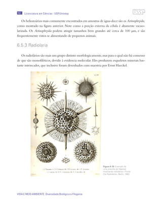 112
VIDA E MEIO AMBIENTE Diversidade Biológica e Filogenia
Licenciatura em Ciências · USP/Univesp
Os heliozoários mais comumente encontrados em amostras de água-doce são os Actinophryida,
como mostrado na figura anterior. Note como a porção externa da célula é altamente vacuo-
larizada. Os Actinophryida podem atingir tamanhos bem grandes até cerca de 100 µm, e são
frequentemente vistos se alimentando de pequenos animais.
6.5.3 Radiolaria
Os radiolários são mais um grupo distinto morfologicamente,mas para o qual não há consenso
de que são monofiléticos, devido à evidencia molecular. Eles produzem esqueletos minerais bas-
tante intrincados, que inclusive foram desenhados com maestria por Ernst Haeckel.
Figura 6.10: Exemplo de
uma prancha de Haeckel
mostrando radiolários / Fonte:
Die Radiolarien, Berlin, 1862
 