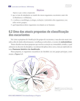 99
VIDA E MEIO AMBIENTE Diversidade Biológica e Filogenia
Licenciatura em Ciências · USP/Univesp
Objetivos
Espera-se que o aluno compreenda:
•	 que se trata da introdução ao estudo dos micro-organismos eucariontes, entre eles
os Amebozoa e os Rhizaria;
•	 e conheça a morfologia, ecologia, evolução e sistemática dos organismos con-
tidos nestes grupos;
•	 qual importância destes organismos em relação ao ser humano.
6.2 Uma das atuais propostas de classificação
dos eucariontes
São várias as propostas de classificação dos grupos de eucariontes,e uma das mais atuais con-
sidera, além de dados ultraestruturais e semelhanças moleculares, o eventos de endossimbiose.
Vamos abordar uma dessas propostas que tem boa aceitação na comunidade científica,a qual
adotamos no decorrer da disciplina e nas demais disciplinas desse curso,como já explicitado no
tema Panorama histórico da classificação.
Nessa proposta, os organismos eucarióticos são divididos em sete grupos principais, como
mostra a Figura 6.1.
Figura 6.1: Esquema de filogenia dos
principais grupos do Domínio Eukarya /
Fonte: Cepa
 