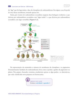 101
VIDA E MEIO AMBIENTE Diversidade Biológica e Filogenia
Licenciatura em Ciências · USP/Univesp
da“alga”que foi fagocitada,e duas do cloroplasto do endossimbionte.Em alguns casos há perda
de uma dessas membranas, restando apenas três.
Assim, por eventos de endossimbiose secundária surgiram duas linhagens evolutivas: a que
derivou por endossimbiose secundária com “algas verdes” e a que derivou por endossimbiose
secundária com algas vermelhas (Figura 6.2).
Na representação são mostrados o número de membranas do cloroplasto e os pigmentos
fotossintetizantes herdados do endossimbionte, bem como as perdas e ganhos de pigmentos ou
plastos. Nos grupos chamados cromistas, estudaremos apenas as algas pardas e as diatomáceas,
que estão classificadas nessa proposta em heterocontes.
Figura 6.2: Esquema geral da
origem de alguns dos grupos
de eucariontes por endossim-
biose primária e secundária /
Fonte: Cepa
Agora é com você:
Realizar a atividade 1, questão 1
 