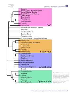 Licenciatura em Ciências · USP/Univesp 104
Introdução à classificação dos eucariontes e estudo dos Amebozoa e Rhizaria 6
Figura 6.4: Ameboides na árvore da
vida eucariótica. Uma árvore dos eu-
cariontes simplificada. As linhagens
em negrito possuem representantes
com movimento ameboide. As
figuras exemplificam organismos
ameboides nas diferentes linhagens
de eucariontes / Fonte: Cepa;
adaptada LAHR et al., 2011
 