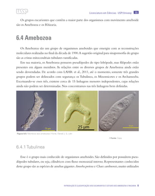 Licenciatura em Ciências · USP/Univesp 105
Introdução à classificação dos eucariontes e estudo dos Amebozoa e Rhizaria 6
Os grupos eucariontes que contêm a maior parte dos organismos com movimento ameboide
são os Amebozoa e os Rhizaria.
6.4 Amebozoa
Os Amebozoa são um grupo de organismos ameboides que emergiu com as reconstruções
moleculares realizadas no final da década de 1990.A sugestão original para sinapomorfia do grupo
são as cristas mitocondriais tubulares ramificadas.
Em sua maioria, os Amebozoa possuem pseudópodes do tipo lobópode, mas filópodes estão
presentes em alguns membros. As relações entre os diversos grupos de Amebozoa ainda estão
sendo desvendadas. De acordo com LAHR et al., 2011, até o momento, somente três grandes
grupos podem ser delineados com segurança: os Tubulinea, os Mixomicetes e os Archamoeba.
Excetuando-se esses três, existem cerca de 15 linhagens menores independentes, cujas relações
ainda não podem ser determinadas. Nos concentramos nas três linhagens bem definidas.
6.4.1 Tubulinea
Esse é o grupo mais conhecido de organismos ameboides. São definidos por possuírem pseu-
dópodes tubulares, ou seja, cilíndricos com fluxo monoaxial interno. Representantes conhecidos
deste grupo são as espécies de amebas gigantes Amoeba proteus e Chaos carolinensis,muito utilizados
Figura 6.5: Membros dos amebozoa / Fonte: Daniel J. G. Lahr
/ Fonte: Cepa
 