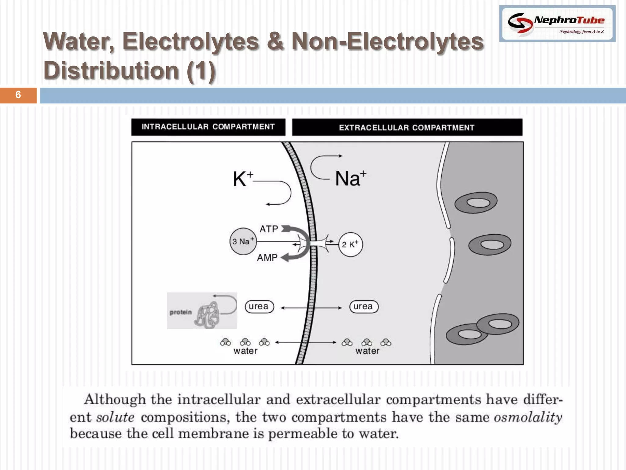 Renal Physiology (VI) - IV fluids (Applied physiology) - Dr. Gawad | PPTX