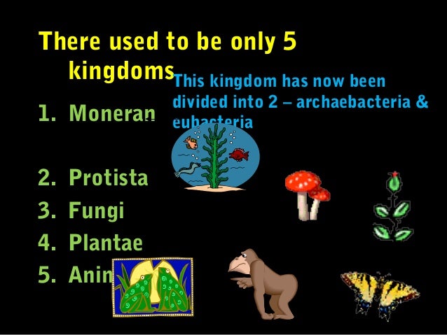 Eukaryotes Plantae Animalia 13 Cell Wall Kingdom Eukaryotes Plantae Animalia 13 Cell Wall Kingdom