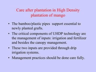 Care after plantation in High Density
plantation of mango
• The bamboo/plastic pipes support essential to
newly planted gr...