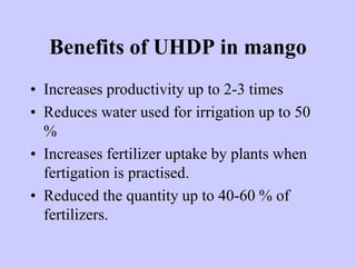 Benefits of UHDP in mango
• Increases productivity up to 2-3 times
• Reduces water used for irrigation up to 50
%
• Increa...