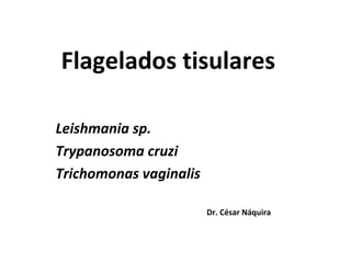 Flagelados tisulares

Leishmania sp.
Trypanosoma cruzi
Trichomonas vaginalis

                        Dr. César Náquira
 