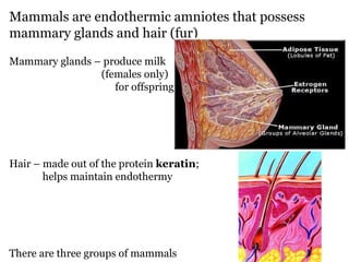 Mammals are endothermic amniotes that possess  mammary glands and hair (fur)‏ Mammary glands – produce milk (females only)‏   for offspring Hair – made out of the protein  keratin ;  helps maintain endothermy There are three groups of mammals 