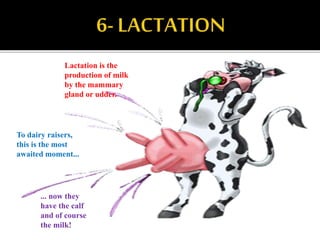 To dairy raisers,
this is the most
awaited moment...
... now they
have the calf
and of course
the milk!
Lactation is the
production of milk
by the mammary
gland or udder.
 