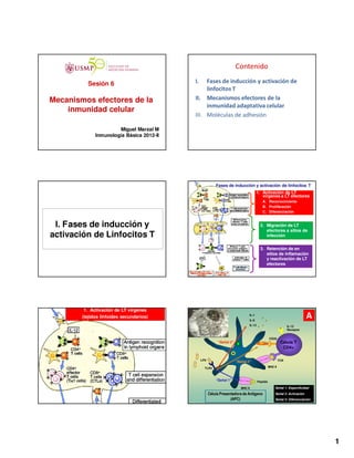 Contenido

          Sesión 6                         I.   Fases de inducción y activación de
                                                linfocitos T
Mecanismos efectores de la                 II. Mecanismos efectores de la
                                                inmunidad adaptativa celular
    inmunidad celular
                                           III. Moléculas de adhesión

                       Miguel Marzal M
              Inmunología Básica 2012-II




                                                          Fases de inducción y activación de linfocitos T
                                                                                          1. Activación de LT
                                                                                             vírgenes a LT efectores
                                                                                              A. Reconocimiento
                                                                                              B. Proliferación
                                                                                              C. Diferenciación


 I. Fases de inducción y                                                                     2. Migración de LT
                                                                                                efectores a sitios de
activación de Linfocitos T                                                                      infección


                                                                                             3. Retención de en
                                                                                                sitios de inflamación
                                                                                                y reactivación de LT
                                                                                                efectores




         1. Activación de LT vírgenes
        (tejidos linfoides secundarios)                                            IL-1
                                                                                   IL-6
                                                                                                                                A
                                                                                   IL-12                            IL-12
                                                                                                                    Receptor


                                                                                                     CD28
                                                           “Señal 3”                        B7                 Célula T
                                                                                                                CD4+

                                                LPS                                                           TCR
                                                                       “Señal 2”
                                                  TLR4                                               MHC II



                                                          “Señal 1”                        Peptido

                                                                          MHC II                          Señal 1: Especificidad
                                                      Célula Presentadora de Antígeno                     Señal 2: Activación
                                                                   (APC)                                  Señal 3: Diferenciación




                                                                                                                                    1
 