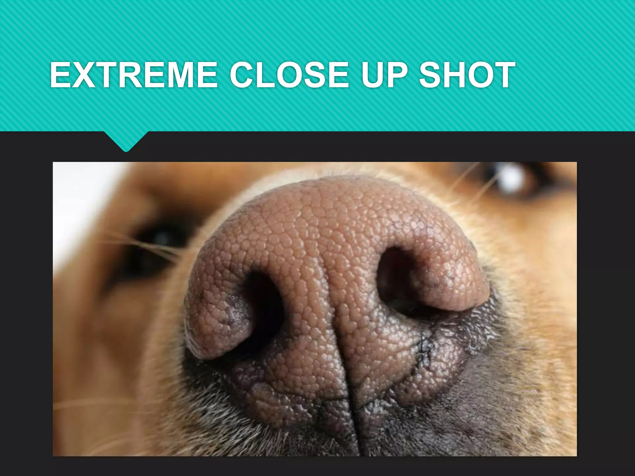 EXTREME CLOSE UP SHOT
 