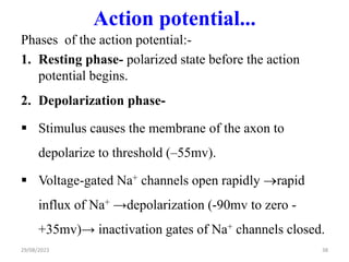 Action potential...
Phases of the action potential:-
1. Resting phase- polarized state before the action
potential begins.
2. Depolarization phase-
 Stimulus causes the membrane of the axon to
depolarize to threshold (–55mv).
 Voltage-gated Na+ channels open rapidly rapid
influx of Na+ →depolarization (-90mv to zero -
+35mv)→ inactivation gates of Na+ channels closed.
29/08/2023 38
 