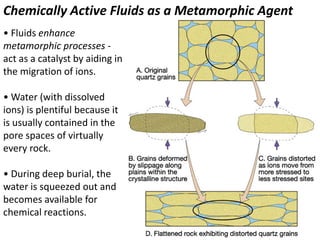 Chemically Active Fluids as a Metamorphic Agent
• Fluids enhance
metamorphic processes -
act as a catalyst by aiding in
the migration of ions.
• Water (with dissolved
ions) is plentiful because it
is usually contained in the
pore spaces of virtually
every rock.
• During deep burial, the
water is squeezed out and
becomes available for
chemical reactions.
 