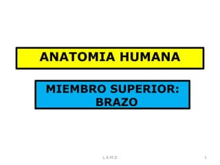 ANATOMIA HUMANA
MIEMBRO SUPERIOR:
BRAZO
1L.A.M.D
 