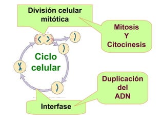 División celular
    mitótica
                      Mitosis
                         Y
                    Citocinesis
 Ciclo
celular
                   Duplicación
                       del
                      ADN
   Interfase
 