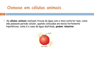 Osmose em células animais
11
 As células animais realizam trocas de água com o meio exterior mas, como
não possuem parede celular, quando colocadas em meios fortemente
hipotónicos, como é o caso da água destilada, podem rebentar.
 