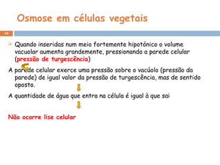 Osmose em células vegetais
14
 Quando inseridas num meio fortemente hipotónico o volume
vacuolar aumenta grandemente, pressionando a parede celular
(pressão de turgescência)
A parede celular exerce uma pressão sobre o vacúolo (pressão da
parede) de igual valor da pressão de turgescência, mas de sentido
oposto.
A quantidade de água que entra na célula é igual à que sai
Não ocorre lise celular
 
