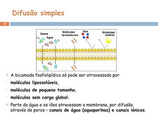 Difusão simples
18
 A bicamada fosfolipídica só pode ser atravessada por
• moléculas lipossolúveis,
• moléculas de pequeno tamanho,
• moléculas sem carga global.
 Parte da água e os iões atravessam a membrana, por difusão,
através de poros – canais de água (aquaporínas) e canais iónicos.
 