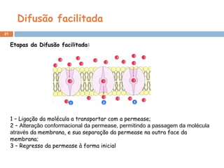 Difusão facilitada
21
1 – Ligação da molécula a transportar com a permease;
2 – Alteração conformacional da permease, permitindo a passagem da molécula
através da membrana, e sua separação da permease na outra face da
membrana;
3 – Regresso da permease à forma inicial
Etapas da Difusão facilitada:
 