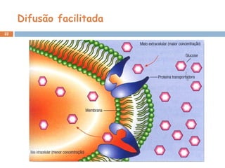 Difusão facilitada
22
 