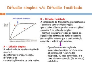 Difusão simples v/s Difusão facilitada
23
Quando a concentração da
molécula a transportar é elevada
as permeases ficam todas
ocupadas, ou seja saturadas, e a
taxa de incorporação (de entrada)
estabiliza.
B - Difusão facilitada
A velocidade de transporte da substância:
- aumenta com a concentração;
-para baixa diferença de concentração é
superior à da difusão simples;
- mantém-se quando todos os locais de
ligação das permeases estão ocupados
(saturação), mesmo que a concentração
aumente – velocidade máxima.
A - Difusão simples
A velocidade de movimentação do
soluto é
directamente proporcional à
diferença de
concentração entre os dois meios.
 