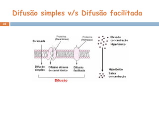 Difusão simples v/s Difusão facilitada
24
 