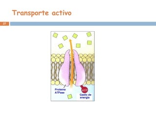 Transporte activo
27
 