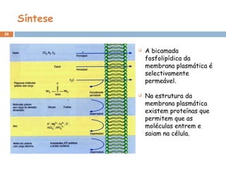 Síntese
28
 A bicamada
fosfolipídica da
membrana plasmática é
selectivamente
permeável.
 Na estrutura da
membrana plasmática
existem proteínas que
permitem que as
moléculas entrem e
saiam na célula.
 