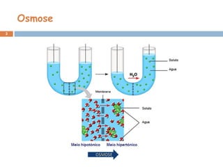 Osmose
3
 