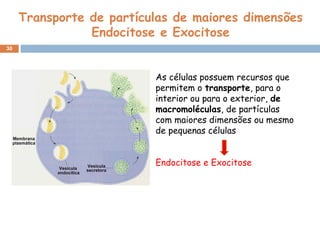 Transporte de partículas de maiores dimensões
Endocitose e Exocitose
30
As células possuem recursos que
permitem o transporte, para o
interior ou para o exterior, de
macromoléculas, de partículas
com maiores dimensões ou mesmo
de pequenas células
Endocitose e Exocitose
 