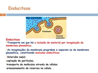 Endocitose
31
Endocitose
Transporte em que há a inclusão de material por invaginação da
membrana plasmática.
As invaginações da membrana progridem e separam-se da membrana
plasmática, constituindo vesículas endocíticas.
Intervém na(o):
•captação de partículas,
•transporte de moléculas através de células
•armazenamento de reservas na célula.
 