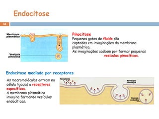 Endocitose
34
Pinocitose
Pequenas gotas de fluido são
captadas em invaginações da membrana
plasmática.
As invaginações acabam por formar pequenas
vesículas pinocíticas.
Endocitose mediada por receptores
As macromoléculas entram na
célula ligadas a receptores
específicos.
A membrana plasmática
invagina formando vesículas
endocíticas.
 