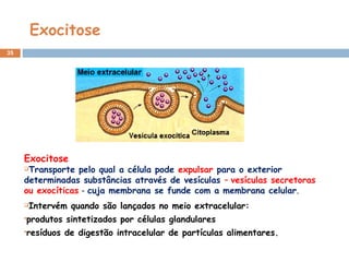 Exocitose
35
Exocitose
Transporte pelo qual a célula pode expulsar para o exterior
determinadas substâncias através de vesículas – vesículas secretoras
ou exocíticas - cuja membrana se funde com a membrana celular.
Intervém quando são lançados no meio extracelular:
produtos sintetizados por células glandulares
resíduos de digestão intracelular de partículas alimentares.
 
