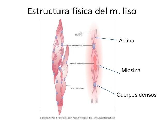 Resultado de imagen para musculo liso actina