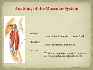6 - muscles_pooriiiikdkdkkkkkkkknima (2).pdf