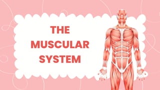 THE
MUSCULAR
SYSTEM
 