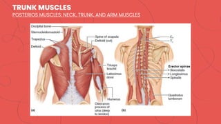 TRUNK MUSCLES
POSTERIOS MUSCLES: NECK, TRUNK, AND ARM MUSCLES
 