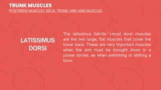 TRUNK MUSCLES
′
POSTERIOS MUSCLES: NECK, TRUNK, AND ARM MUSCLES
 