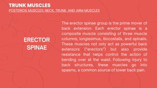 TRUNK MUSCLES
POSTERIOS MUSCLES: NECK, TRUNK, AND ARM MUSCLES
 
