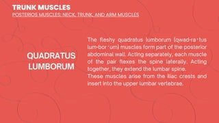 TRUNK MUSCLES
′
′
POSTERIOS MUSCLES: NECK, TRUNK, AND ARM MUSCLES
 