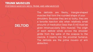 TRUNK MUSCLES
POSTERIOS MUSCLES: NECK, TRUNK, AND ARM MUSCLES
 